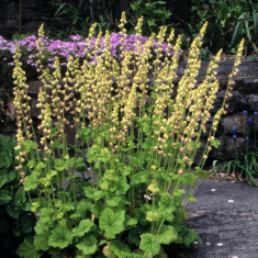 Des images de diff�rentes plantes